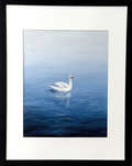A framed art print featuring a white swan swimming on a calm blue lake, mounted on a light beige wall. The print has a white mat and is enclosed in a simple black frame.